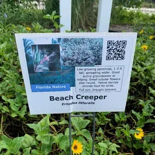 thumbnail for publication: Demonstration Gardens